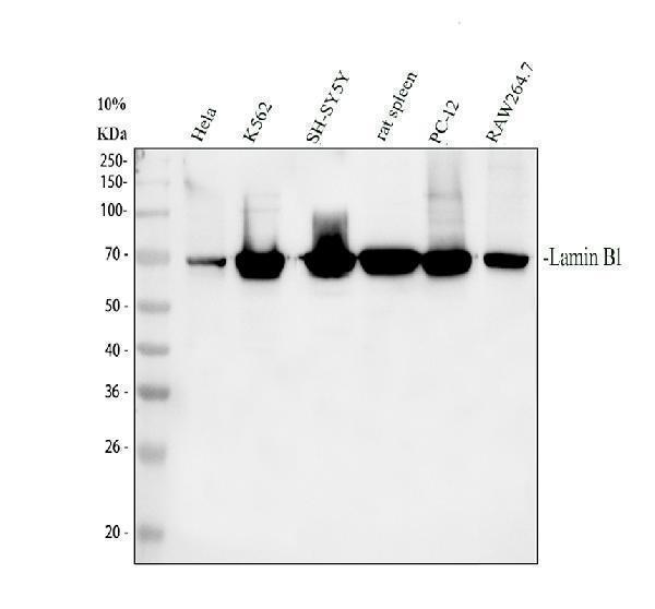 Western blot analysis of Lamin B1 using anti-Lamin B1 antibody (PA1048)