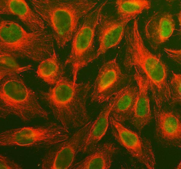  IF analysis of MAPK1/3 using anti-MAPK1/3 antibody (PA1049) and anti-Tubulin Alpha antibody (M03989-3)