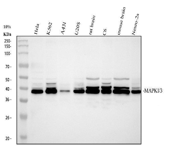  Western blot analysis of MAPK1/3 using anti-MAPK1/3 antibody (PA1049)