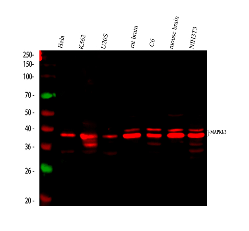 pa1049 mapk1 3 primary antibodies wb testing 2