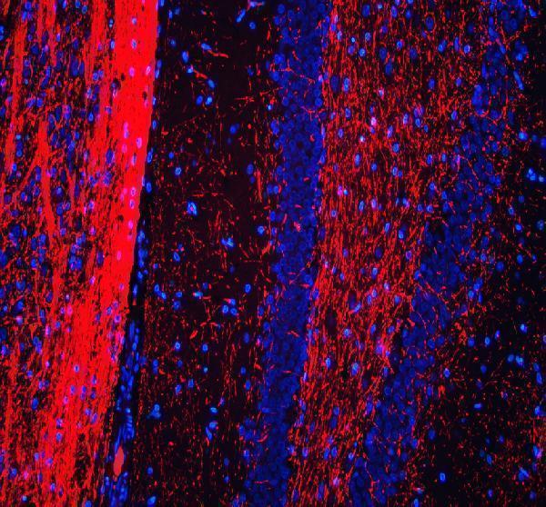 pa1050 mbp primary antibodies if testing 3