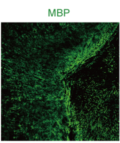 pa1050 mbp primary antibodies if testing 6