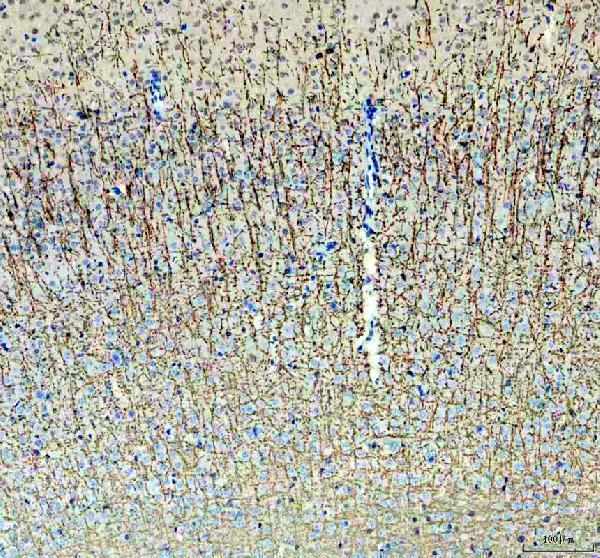 pa1050 mbp primary antibodies ihc testing 2