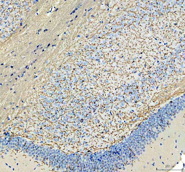 pa1050 mbp primary antibodies ihc testing 4