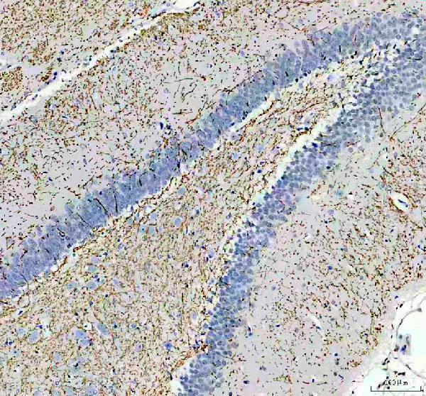 pa1050 mbp primary antibodies ihc testing 5
