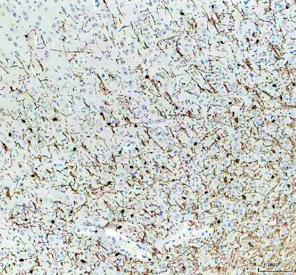 pa1050 mbp primary antibodies ihc testing 6