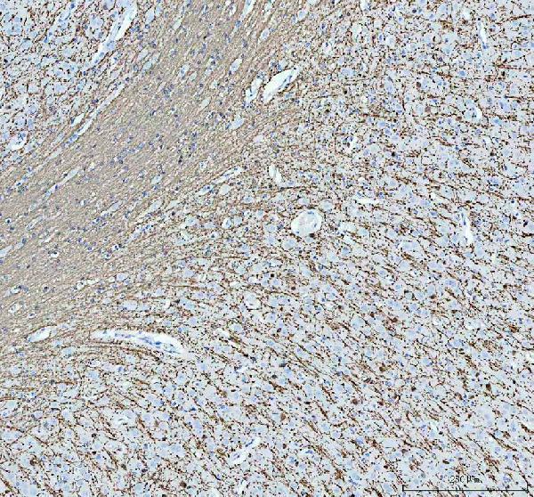 pa1050 mbp primary antibodies ihc testing 7