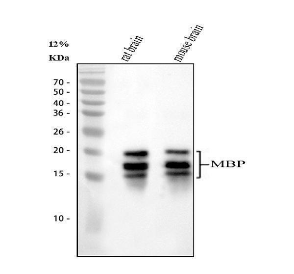 pa1050 mbp primary antibodies wb testing 1