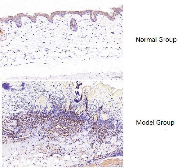 pa1054 mpo primary antibodies ihc testing 4