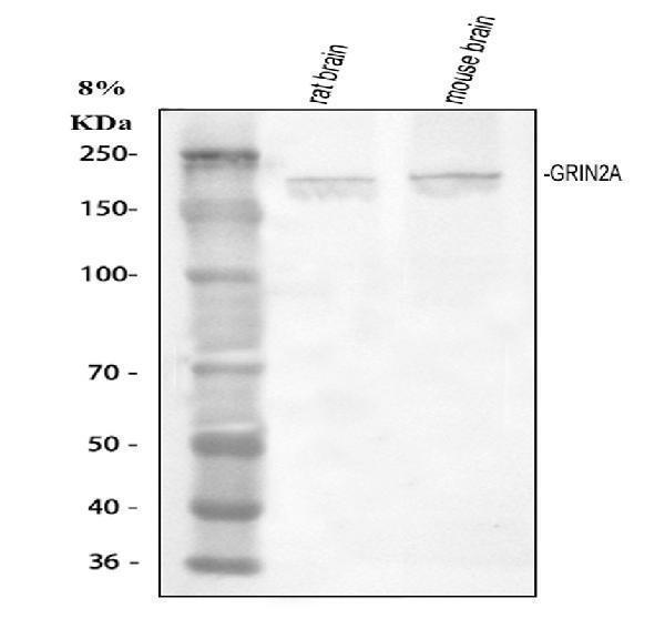 pa1058 1 grin2a primary antibodies wb testing 1
