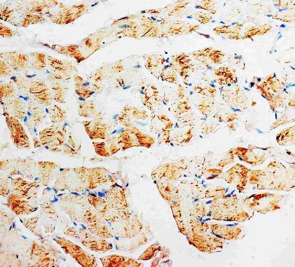 pa1067 2 ihc anti pmvk phosphomevalonate kinase antibody