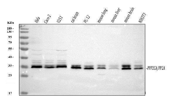 pa1068 ppp2ca primary antibodies wb testing 1