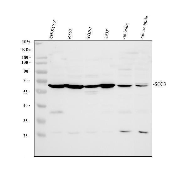 pa1071 scg3 primary antibodies wb testing 1