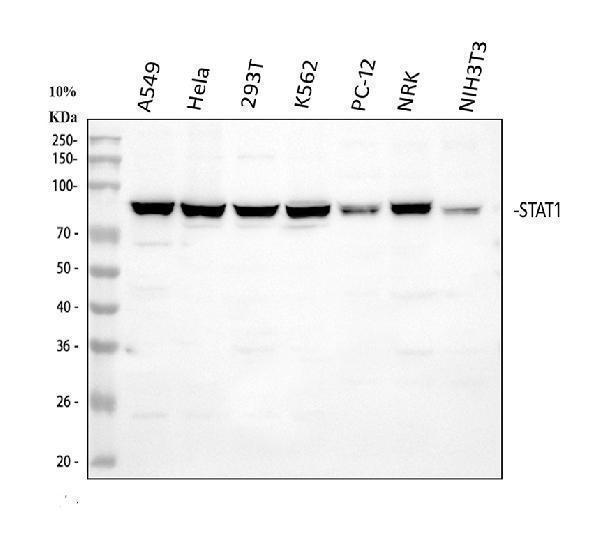 pa1075 stat1 primary antibodies wb testing 1