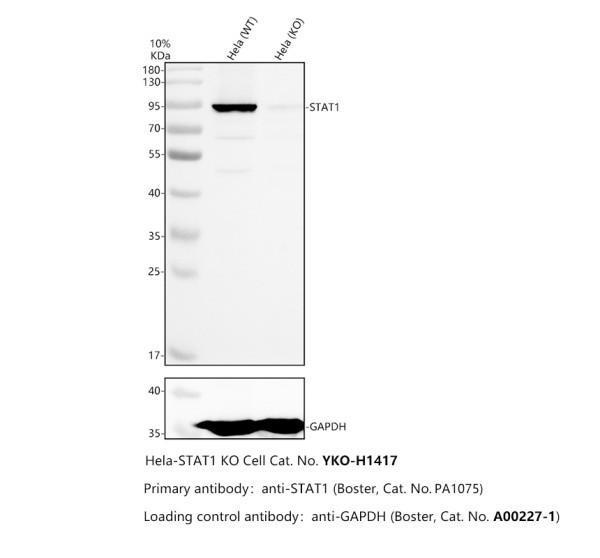 pa1075 stat1 primary antibodies wb testing 2_1