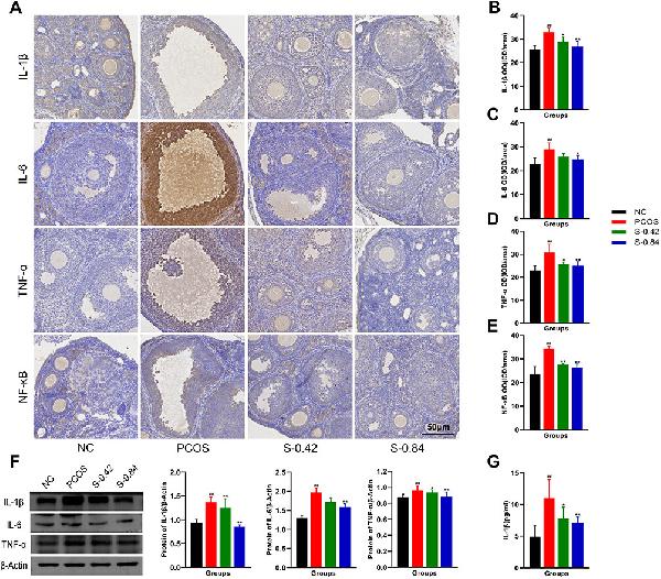 Anti-TNF Alpha Antibody | Boster Bio