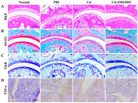 pa1079 publication pharmaceutics 18 00695 g006 550