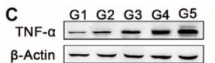 Western blot analysis of TNF alpha using anti-TNF alpha antibody (PA1079)