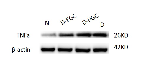 Western blot analysis of TNF alpha using anti-TNF alpha antibody (PA1079)