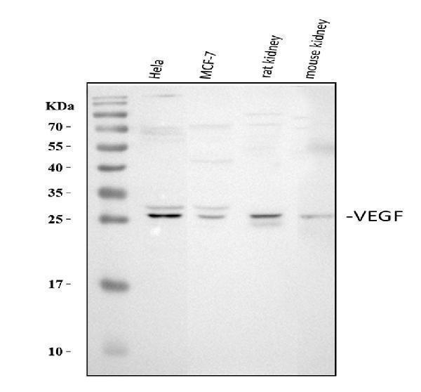 pa1080 vegfa primary antibodies wb testing 1