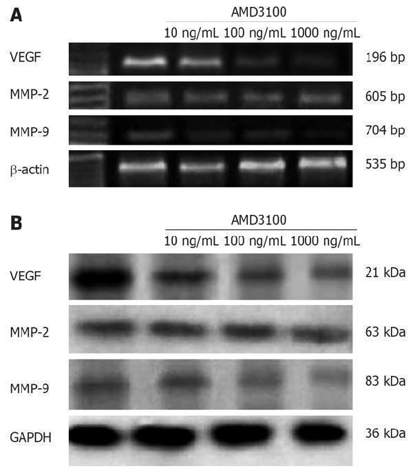 pa1080 wjg 14 2308 g004