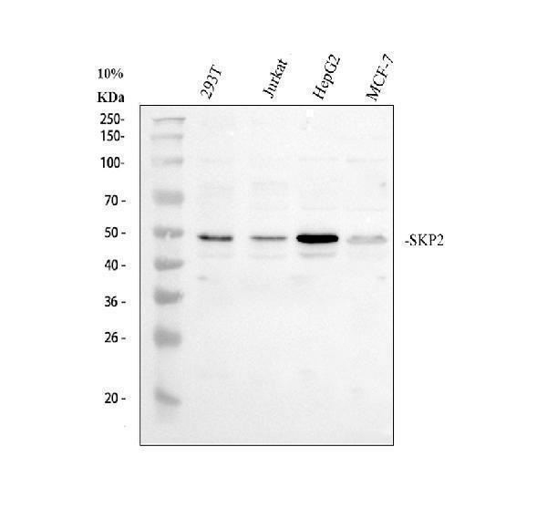 pa1102 skp2 primary antibodies wb testing 1