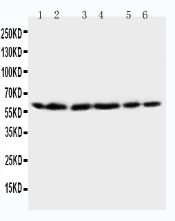 Anti-HSP60/HSPD1 Antibody Picoband&reg;