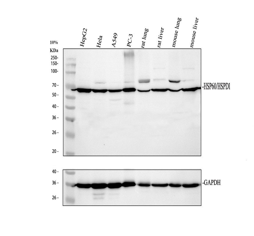 pa1106 hsp60 primary antibodies wb testing 2