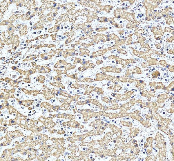 pa1106 hspd1 primary antibodies ihc testing 6