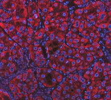 pa1118 cycs primary antibodies if testing 2