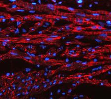 pa1118 cycs primary antibodies if testing 4