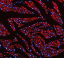 pa1118 cycs primary antibodies if testing 5
