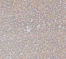 pa1118 cycs primary antibodies ihc testing 3