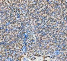 pa1118 cycs primary antibodies ihc testing 4
