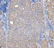 pa1118 cycs primary antibodies ihc testing 6