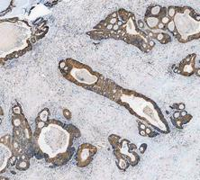 pa1118 cycs primary antibodies ihc testing 7