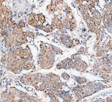 pa1118 cycs primary antibodies ihc testing 8