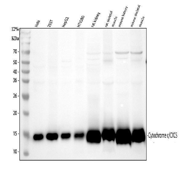  Western blot analysis of Cytochrome c/CYCS using anti-Cytochrome c/CYCS antibody (PA1118)