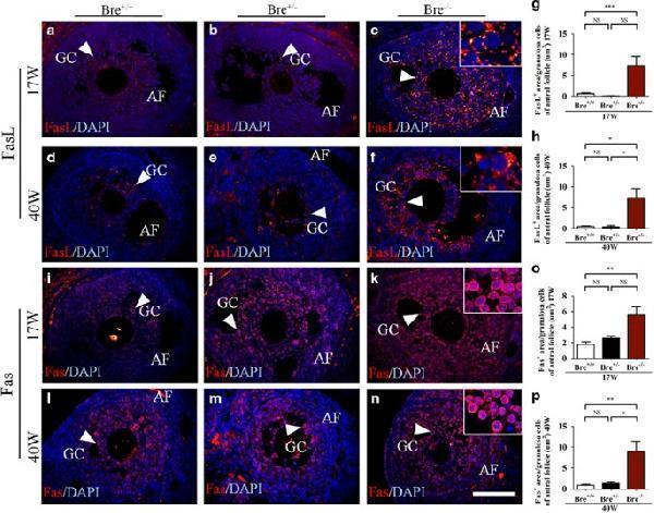 pa1119 41419_2017_article_bfcddis201791_fig6_html