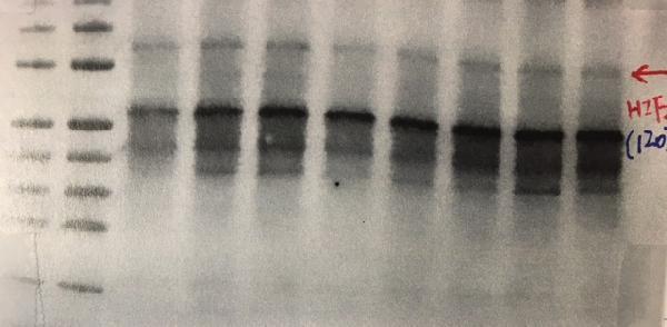 pa1129 2 epas1 primary antibodies wb testing 5