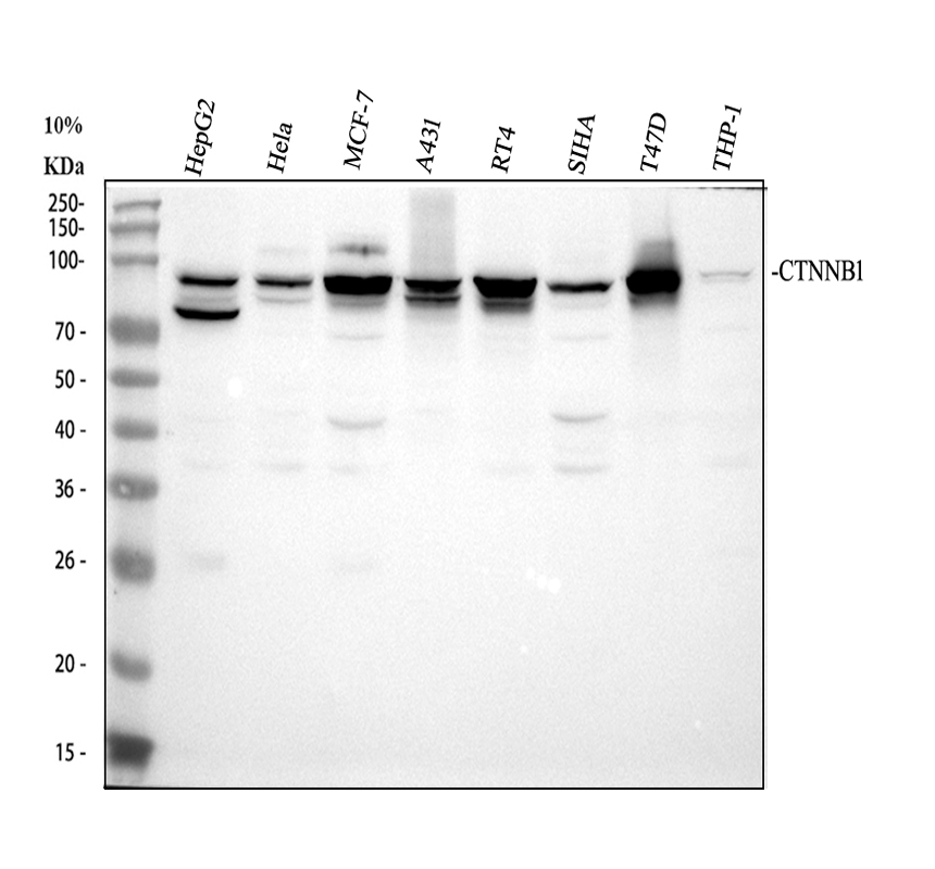 pa1212 ctnnb1 primary antibodies wb testing 1