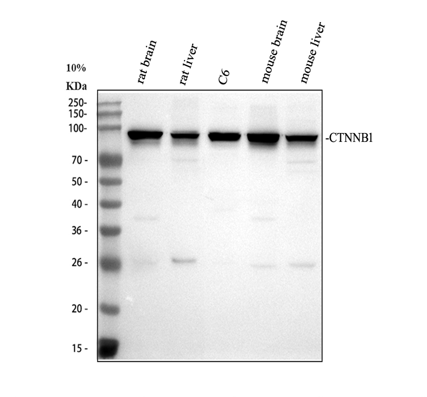 pa1212 ctnnb1 primary antibodies wb testing 2