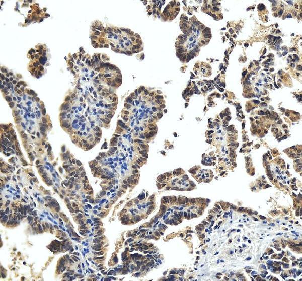 pa1214 hsp70 primary antibodies ihc testing 6