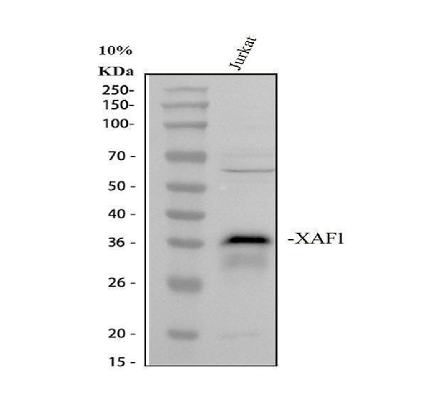 pa1218 xaf1 primary antibodies wb testing 1_1