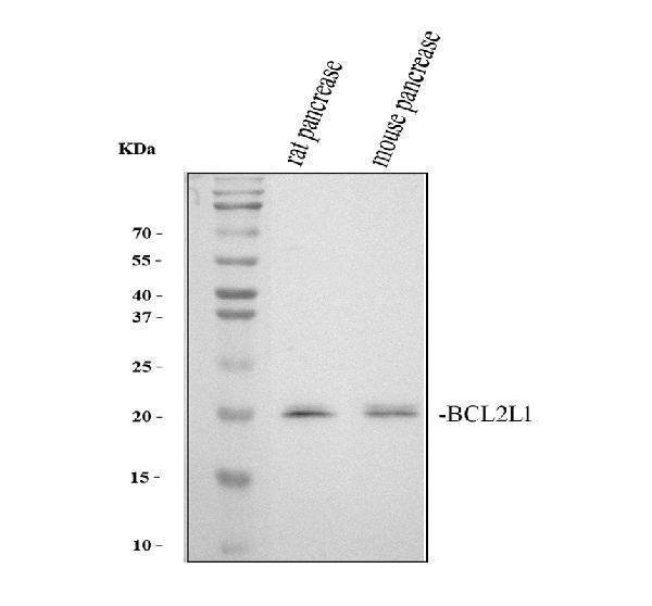 pa1232 bcl2l1 primary antibodies wb testing 2