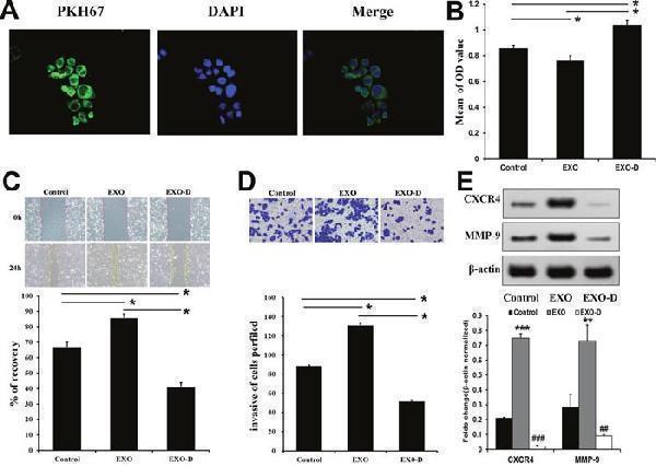 Panc02-H7-derived exosomes promote metastatis-related characteristics in vitro 