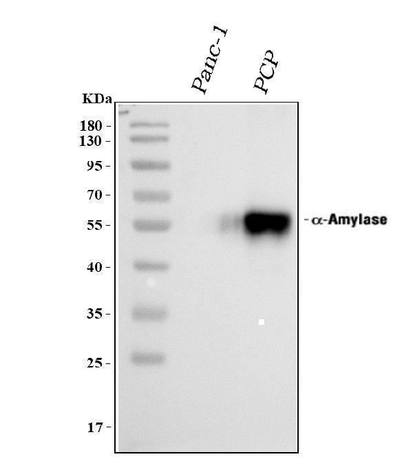 pa1239 amy1a primary antibodies wb testing 1