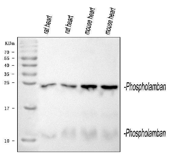 pa1309 pln primary antibodies wb testing 1