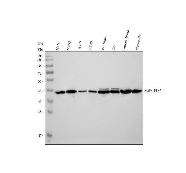 Western blot analysis of ERK2/MAPK1 using anti-ERK2/MAPK1 antibody (PA1310)