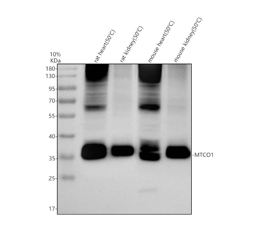 pa1317 1 mtco1 primary antibodies wb testing 1